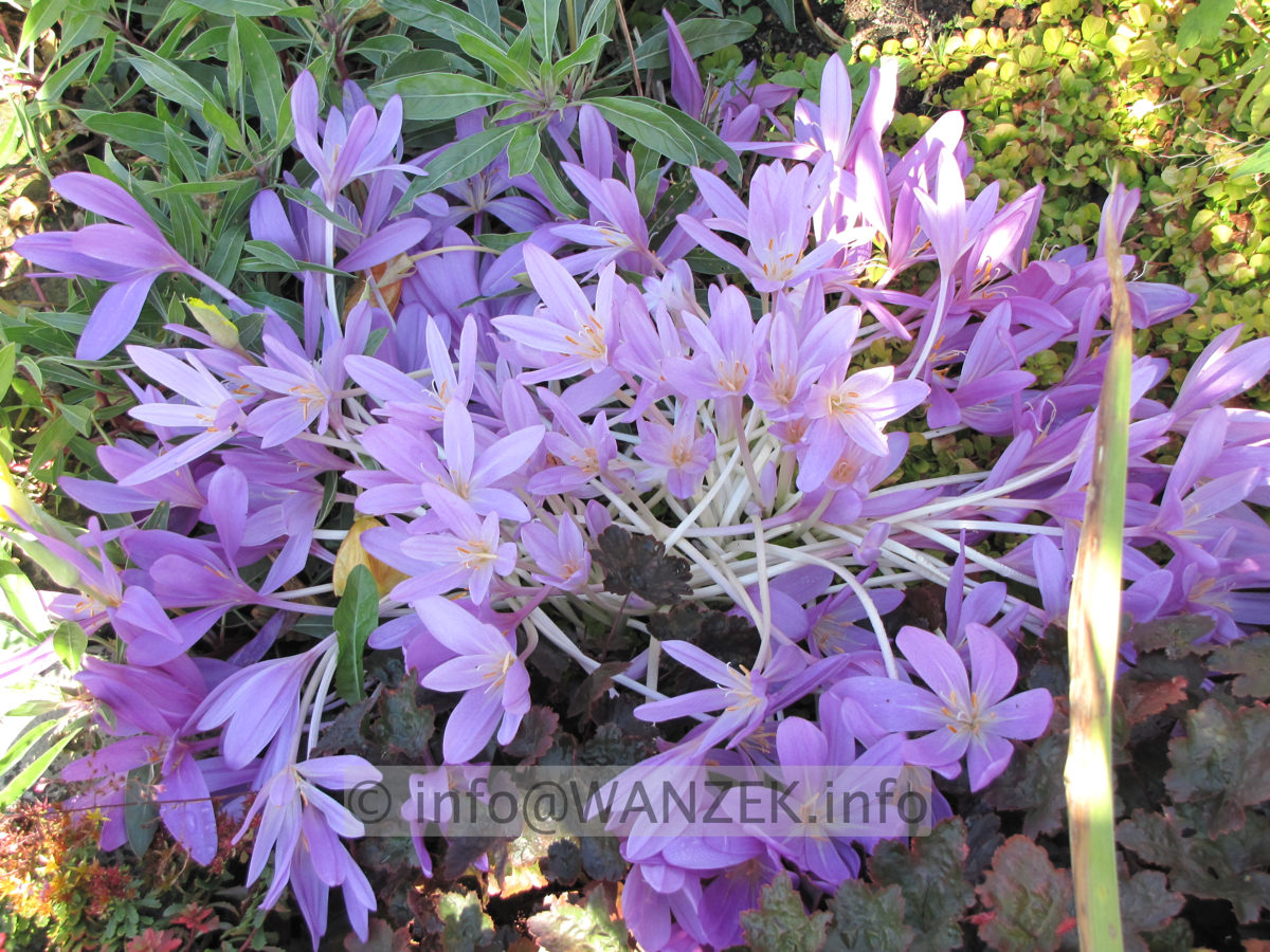 Colchicum autumnale - Herbstzeitlose.JPG